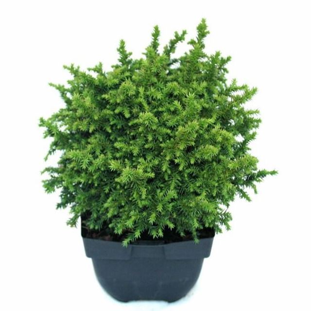 Picture of CRYPTOMERIA JAPONICA VILMORINIANA