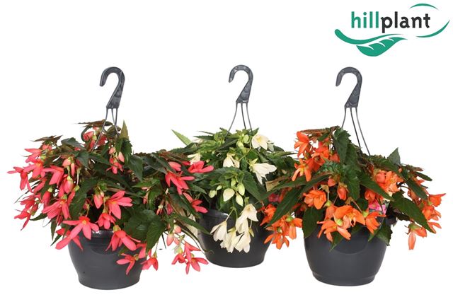 Picture of BEGONIA BOLIVIENSIS CRACKLING FIRE MIX