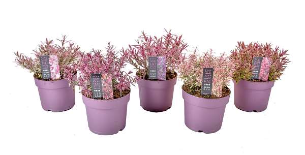 Picture of Hebe magicolors collection