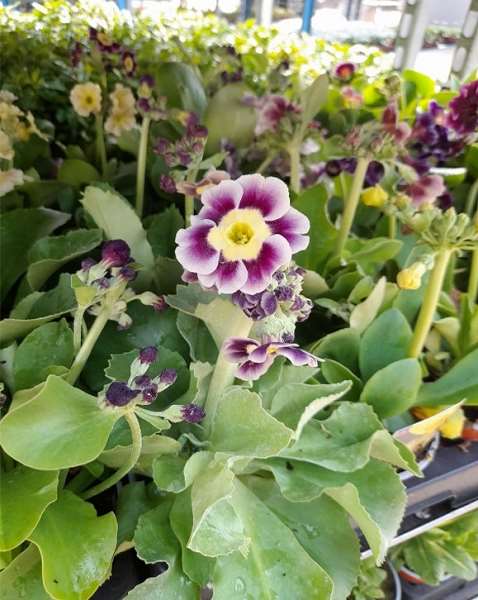 Picture of Primula pubescens auricola mix