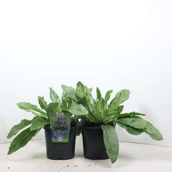 Picture of ANCHUSA AZUREA FELTHAM PRIDE