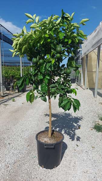 Picture of CITRUS TIGE 35CM