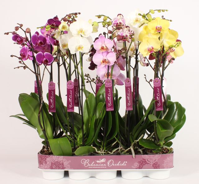 Picture of PHALAENOPSIS 02-STEM BOHEMIAN MIX