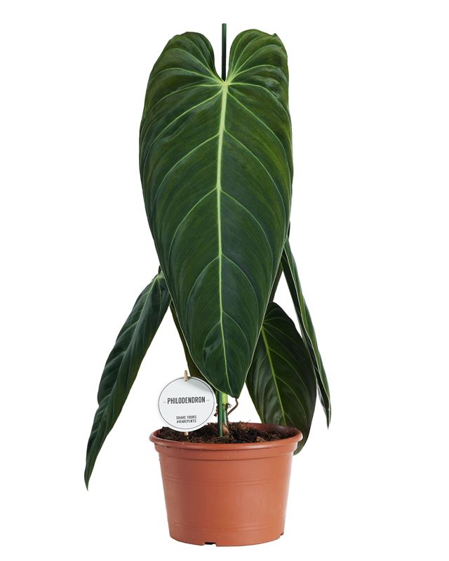 Picture of Philodendron melanochrysum