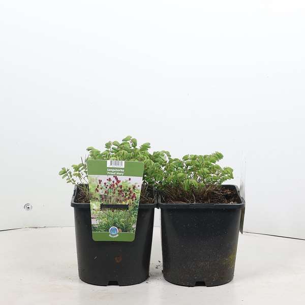 Picture of Sanguisorba proud mary