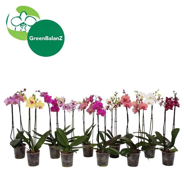 Picture of Phalaenopsis 02-stem mix