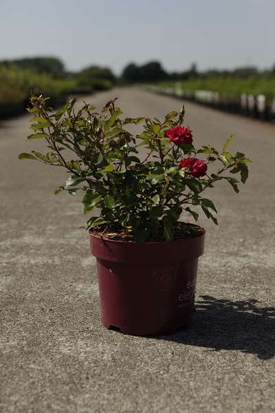 Picture of Rosa mystic fairy easy elegance