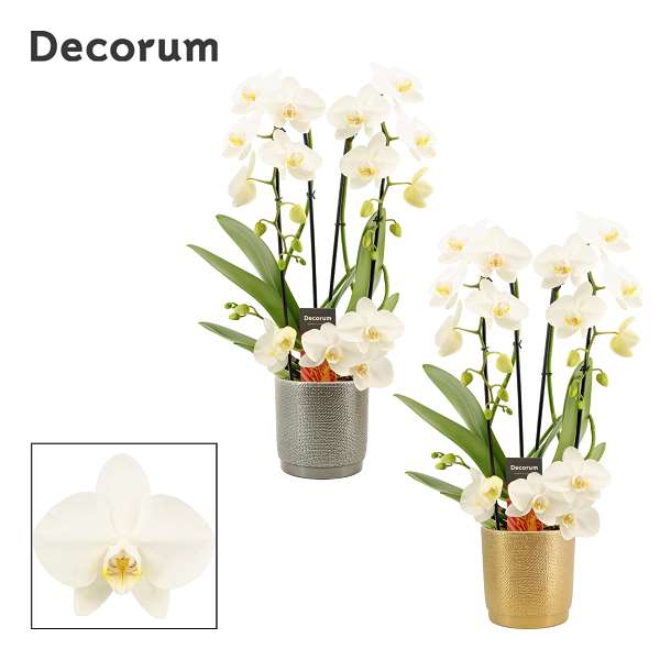 Picture of PHALAENOPSIS 02-STEM TWIRL WHITE IN CERAMIC