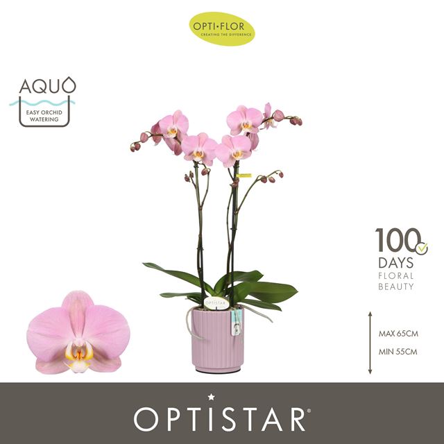Picture of Phalaenopsis 02-stem optistar padova in ceramic