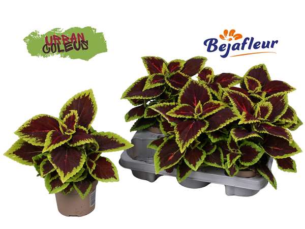 Picture of COLEUS ALLIGATOR ALLEY