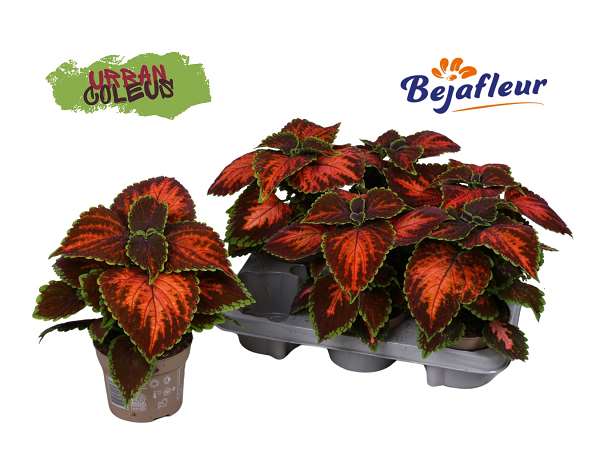 Picture of COLEUS MAGNIFICENT MILE
