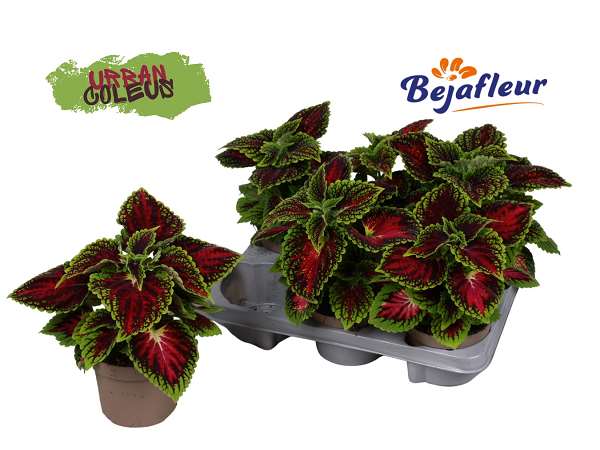 Picture of COLEUS SPACECAKE