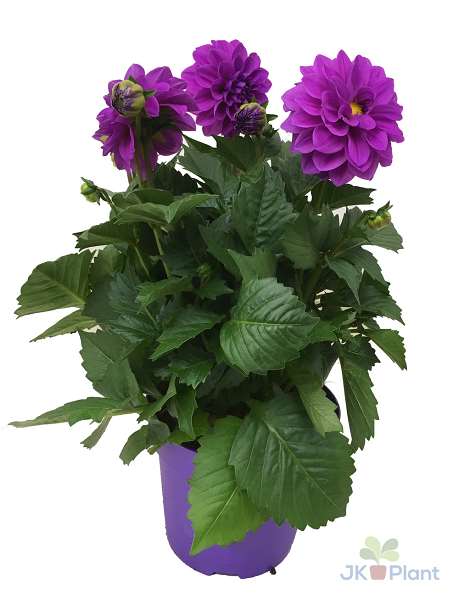 Picture of DAHLIA HYPNOTICA LAVENDER