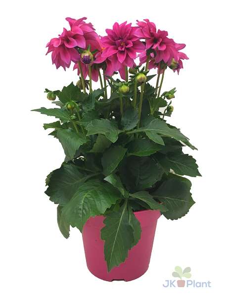 Picture of DAHLIA HYPNOTICA PINK