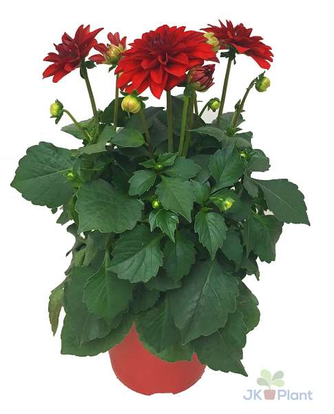 Picture of DAHLIA HYPNOTICA RED