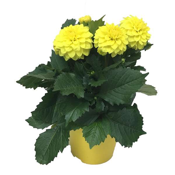 Picture of DAHLIA HYPNOTICA YELLOW