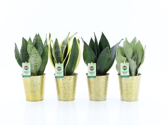 Picture of SANSEVIERIA MIX IN GOLDEN CERAMIC