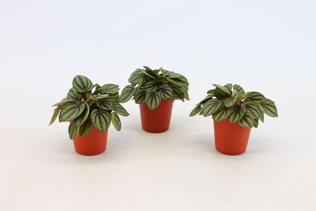 Picture of PEPEROMIA ALBOVITTATA PICCOLO BANDA