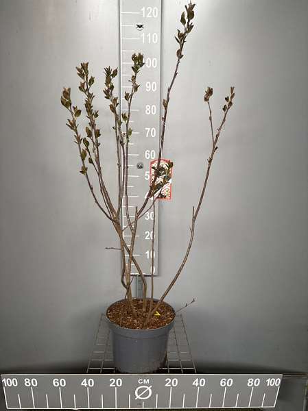 Picture of Aronia melanocarpa