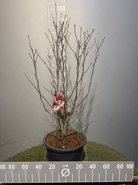 Picture of Magnolia  susan 