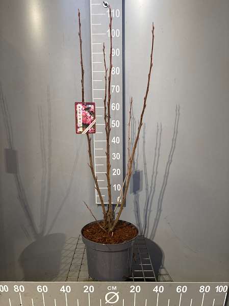 Picture of Ribes sanguineum pulborough scarlet