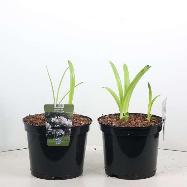 Picture of Agapanthus windsor grey