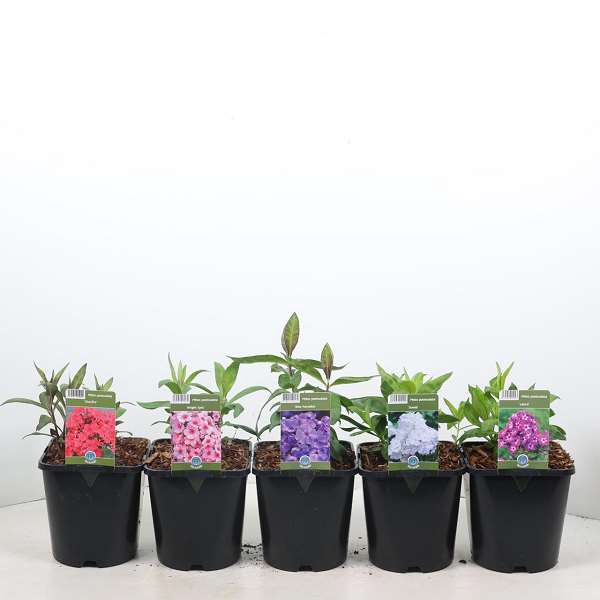 Picture of Phlox paniculata mix