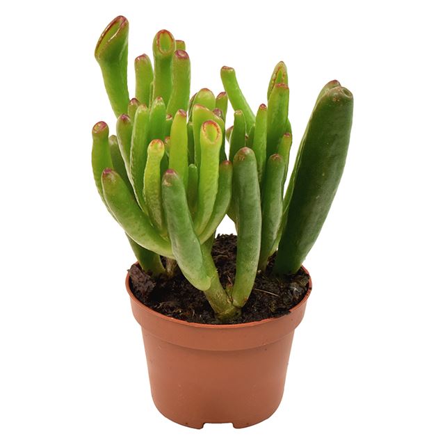 Picture of CRASSULA HOBBIT