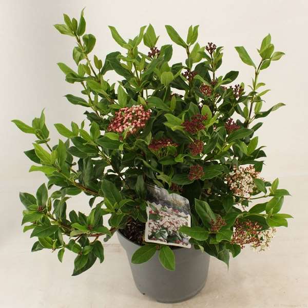 Picture of VIBURNUM TINUS GWENLLIAN