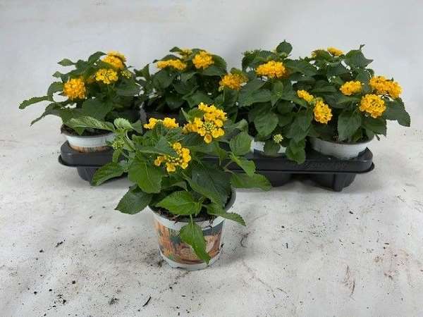Picture of Lantana camara havana yellow