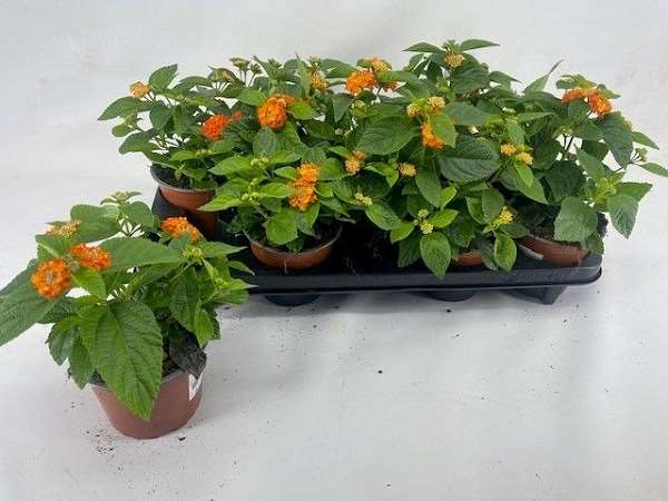 Picture of Lantana camara havana orange