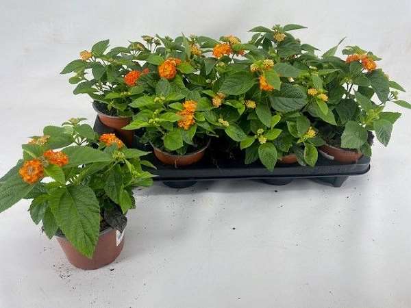 Picture of LANTANA CAMARA HAVANA ORANGE