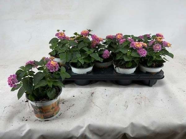 Picture of Lantana camara havana pink