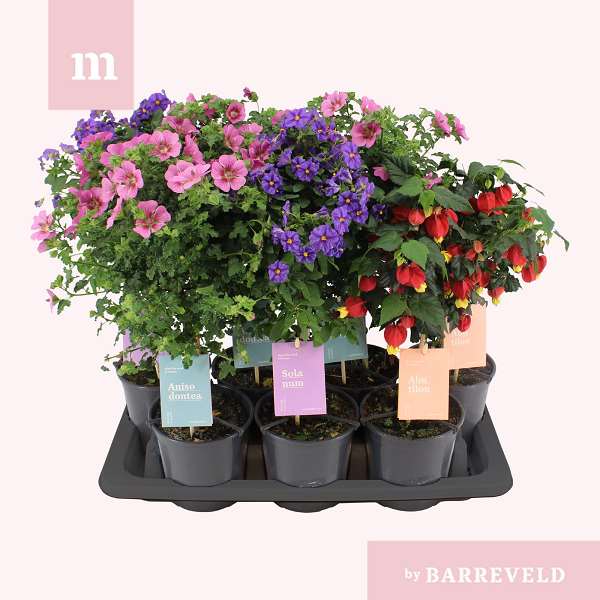 Picture of Patio plants bush mix