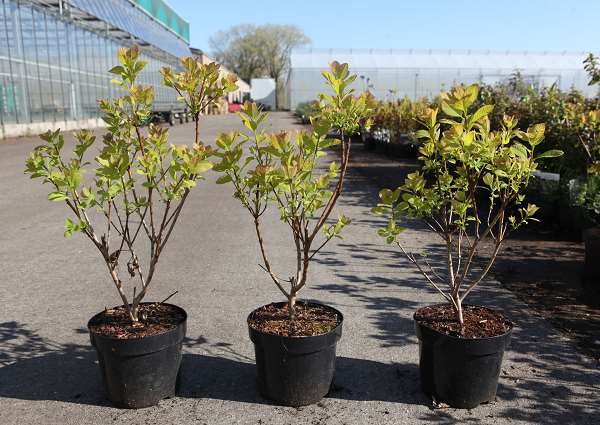 Picture of COTINUS COGGYGRIA LEMON LADY 