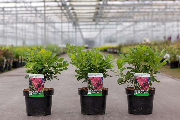 Picture of COTINUS COGGYGRIA SMOKEY JOE 