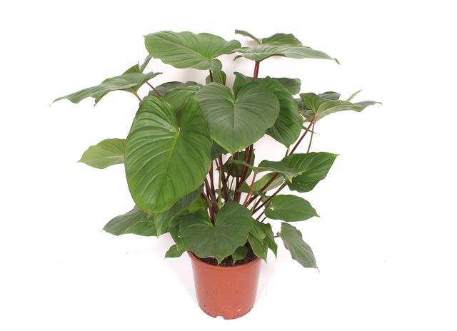 Picture of HOMALOMENA RUBESCENS MAGGY
