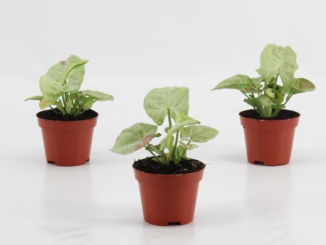 Picture of SYNGONIUM CONFETTI