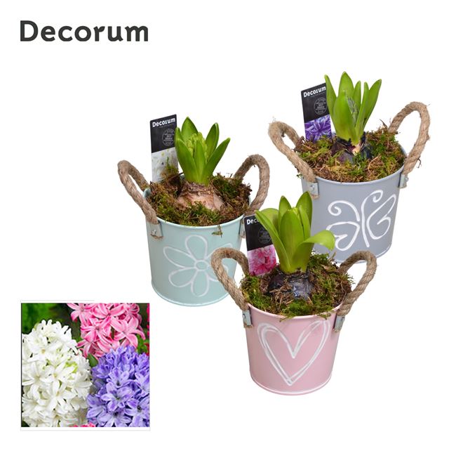 Picture of HYACINTHUS 01BULB ZINC BUCKET