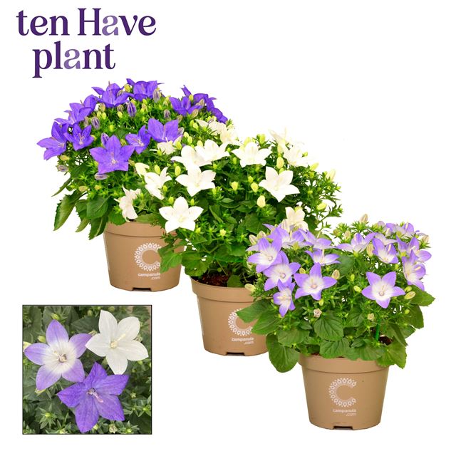 Picture of Campanula isophylla mix