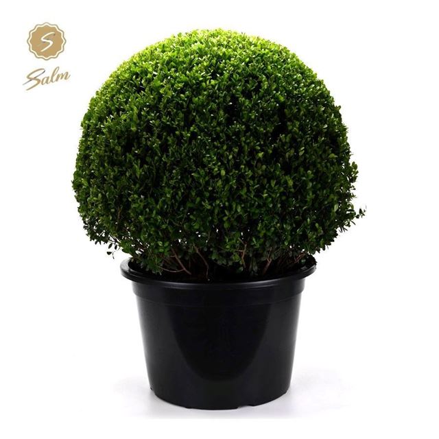 Picture of Ilex crenata ball 080cm