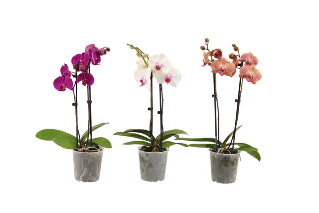 Picture of PHALAENOPSIS 02-STEM KOLIBRI MIX