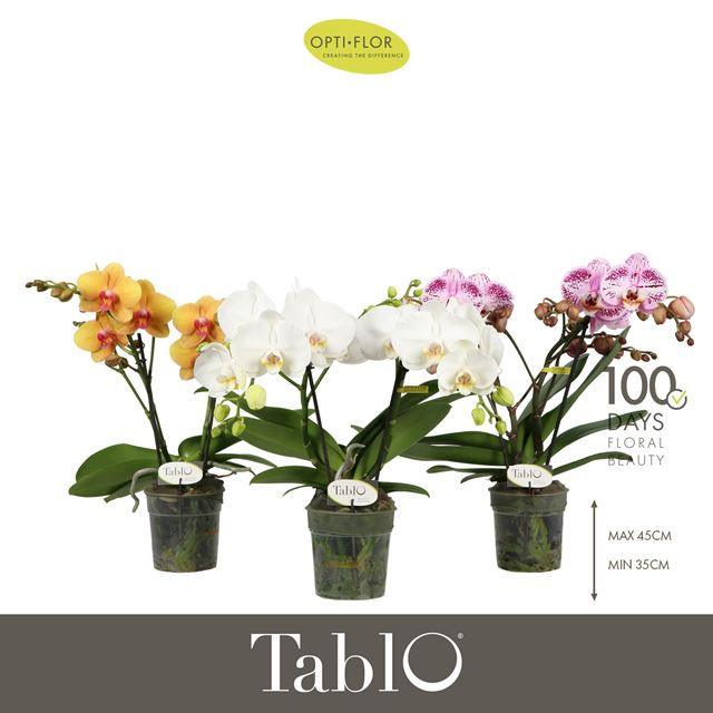 Picture of Phalaenopsis 02-stem tablo mix