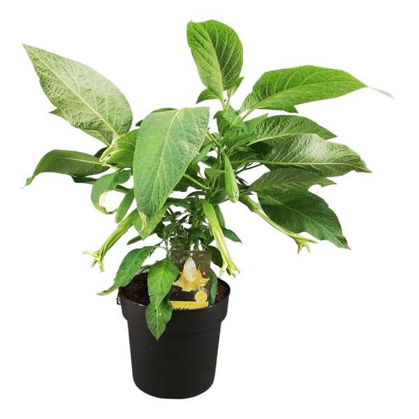Picture of BRUGMANSIA YELLOW