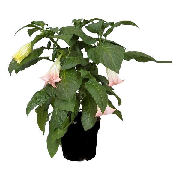 Picture of BRUGMANSIA PINK
