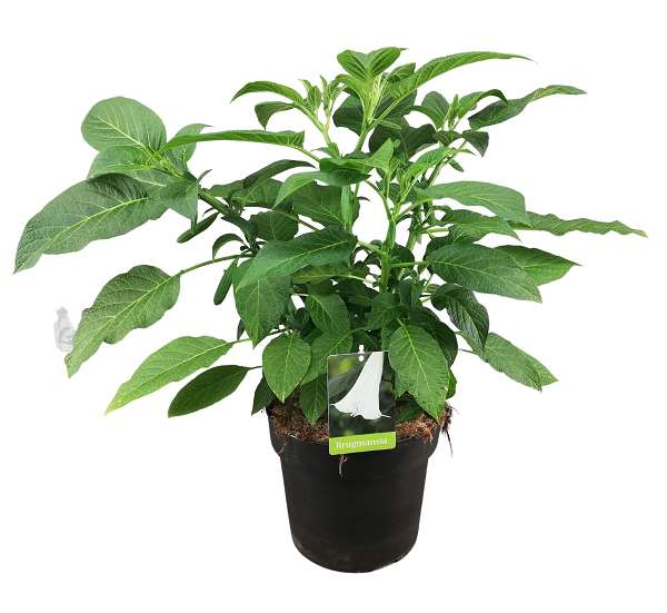 Picture of BRUGMANSIA WHITE