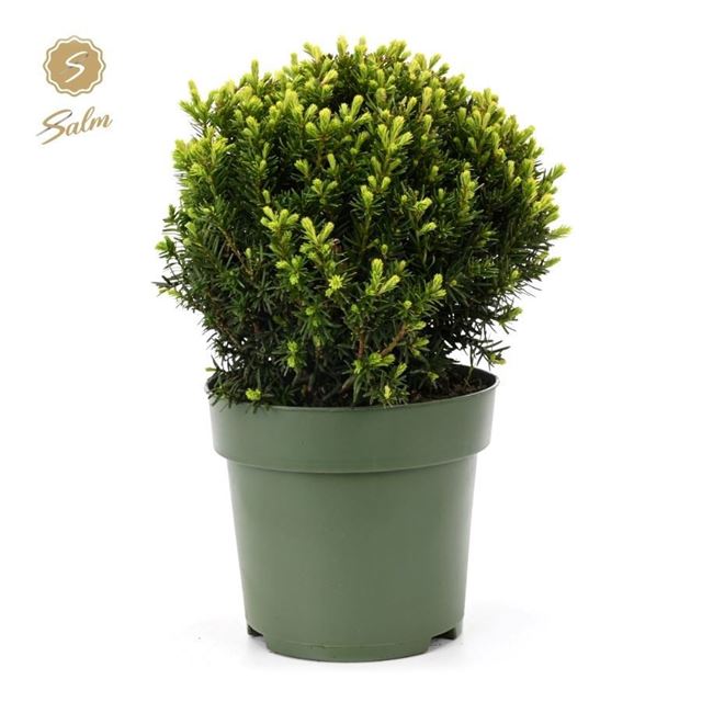 Picture of Taxus baccata ball 032cm