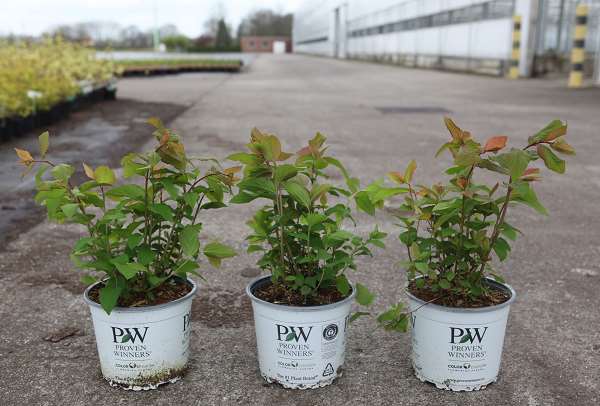 Picture of Spiraea media double play blue kazoo