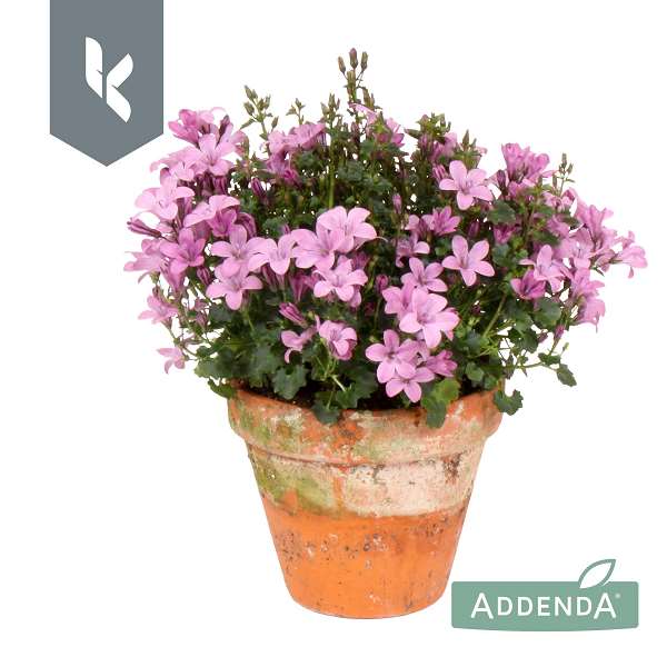 Picture of CAMPANULA AMBELLA PINK IN TERRACOTTA POT
