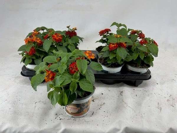 Picture of Lantana camara havana red